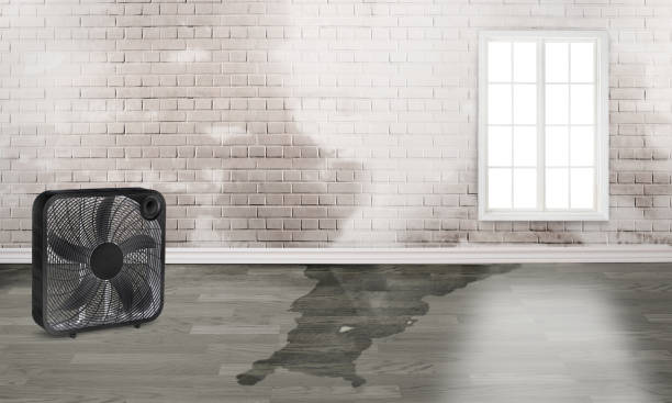 Best Carpet water damage restoration  in West Burlington, IA